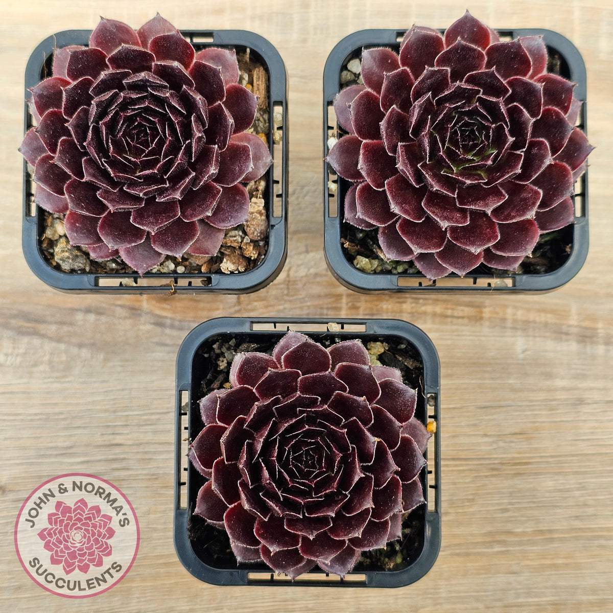 Sempervivum 'Gabrielle'
