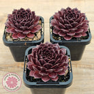 Sempervivum 'Gabrielle'