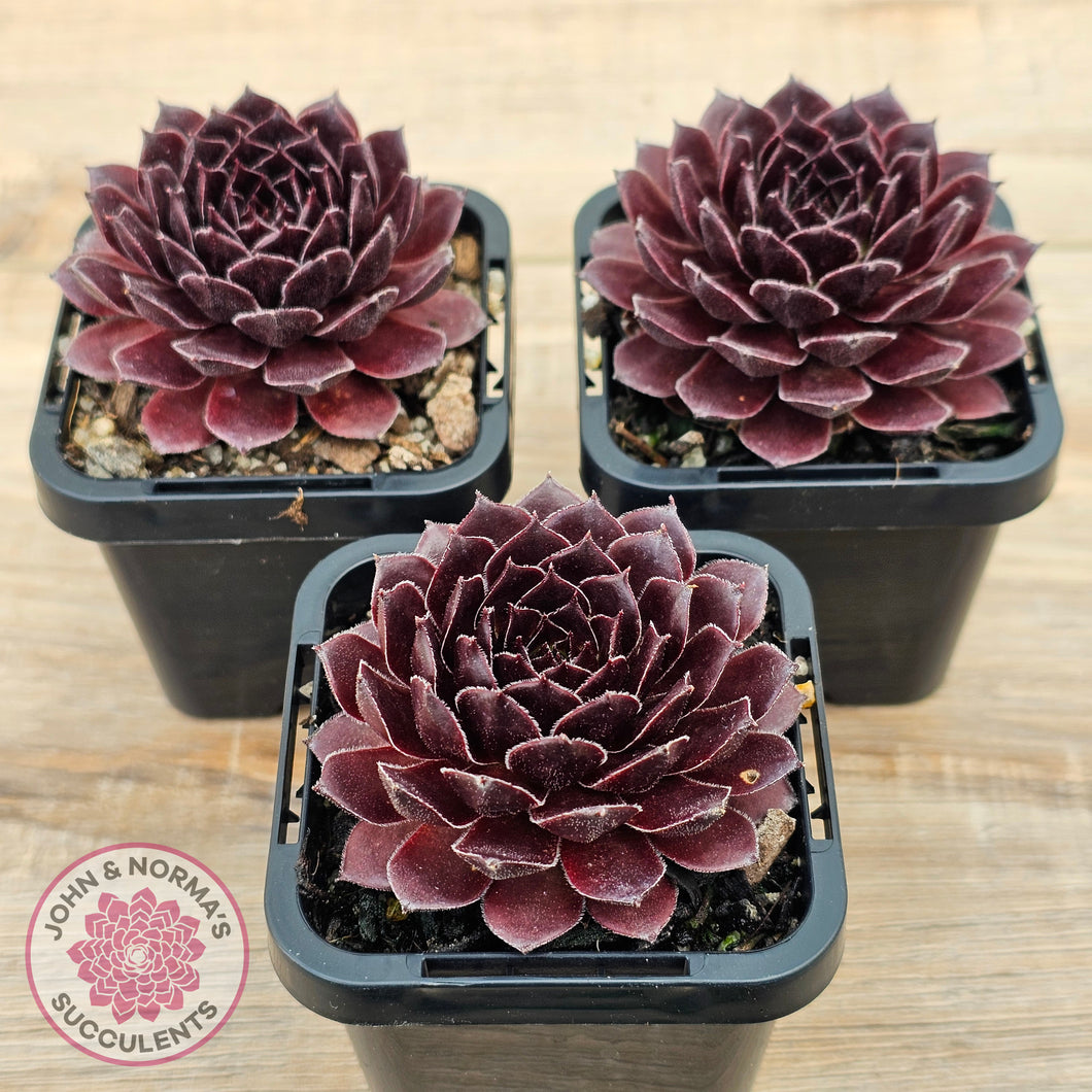 Sempervivum 'Gabrielle'