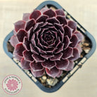 Sempervivum 'Gabrielle'