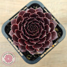 Sempervivum 'Gabrielle'
