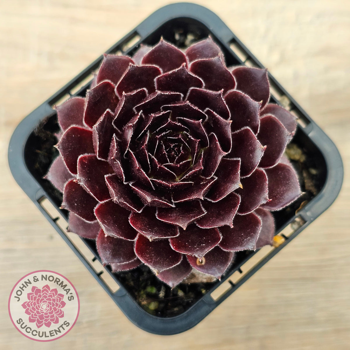 Sempervivum 'Gabrielle'
