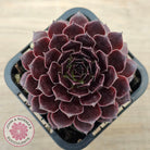 Sempervivum 'Gabrielle'