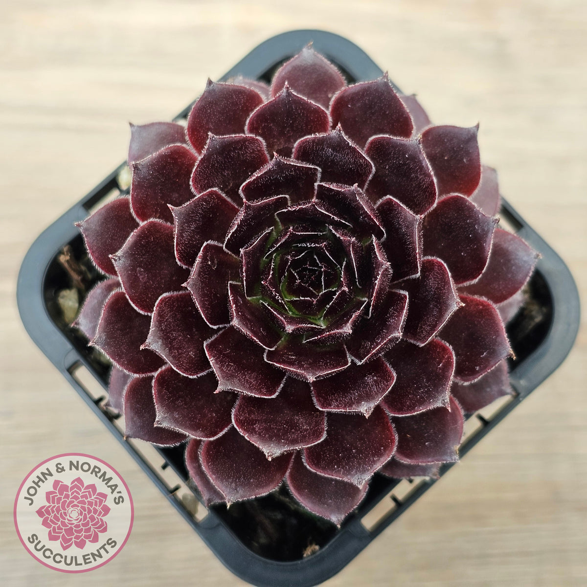 Sempervivum 'Gabrielle'