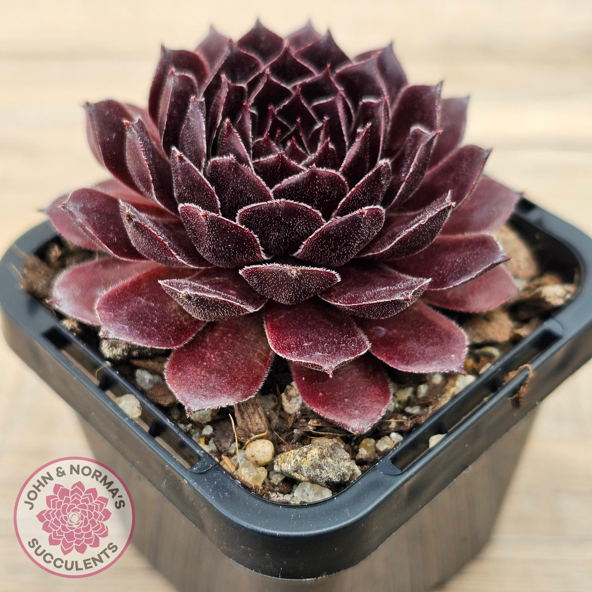 Sempervivum 'Gabrielle'