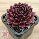 Sempervivum 'Gabrielle'