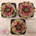 Sempervivum 'Gay Jester'
