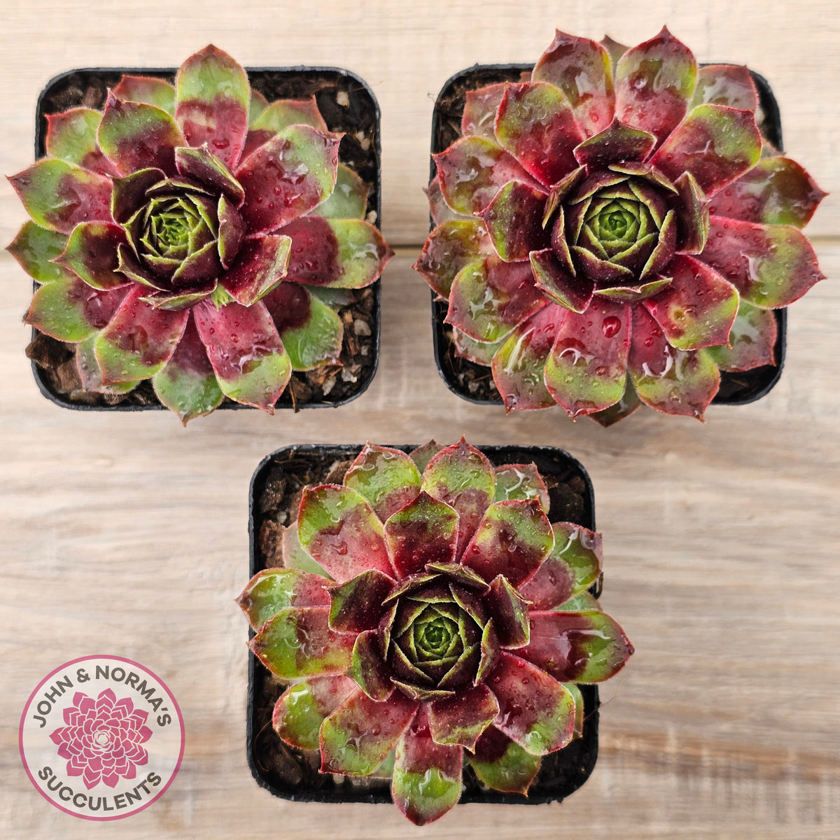 Sempervivum 'Gay Jester'