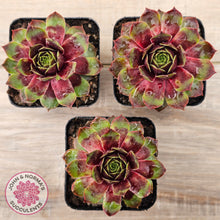 Load image into Gallery viewer, Sempervivum &#39;Gay Jester&#39;
