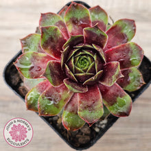 Load image into Gallery viewer, Sempervivum &#39;Gay Jester&#39;
