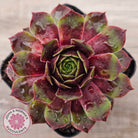 Sempervivum 'Gay Jester'