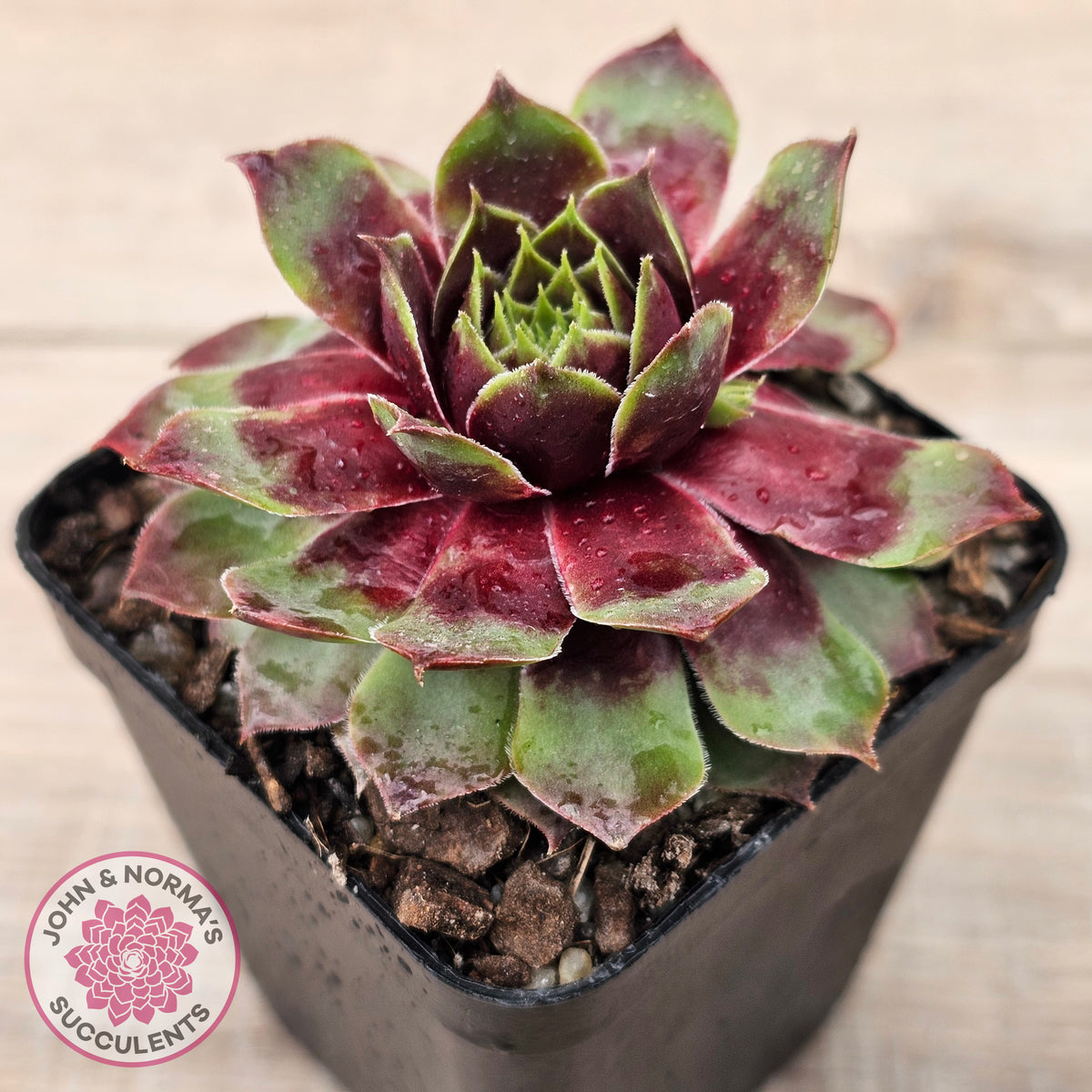 Sempervivum 'Gay Jester'