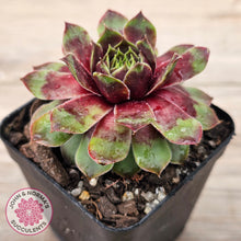 Load image into Gallery viewer, Sempervivum &#39;Gay Jester&#39;
