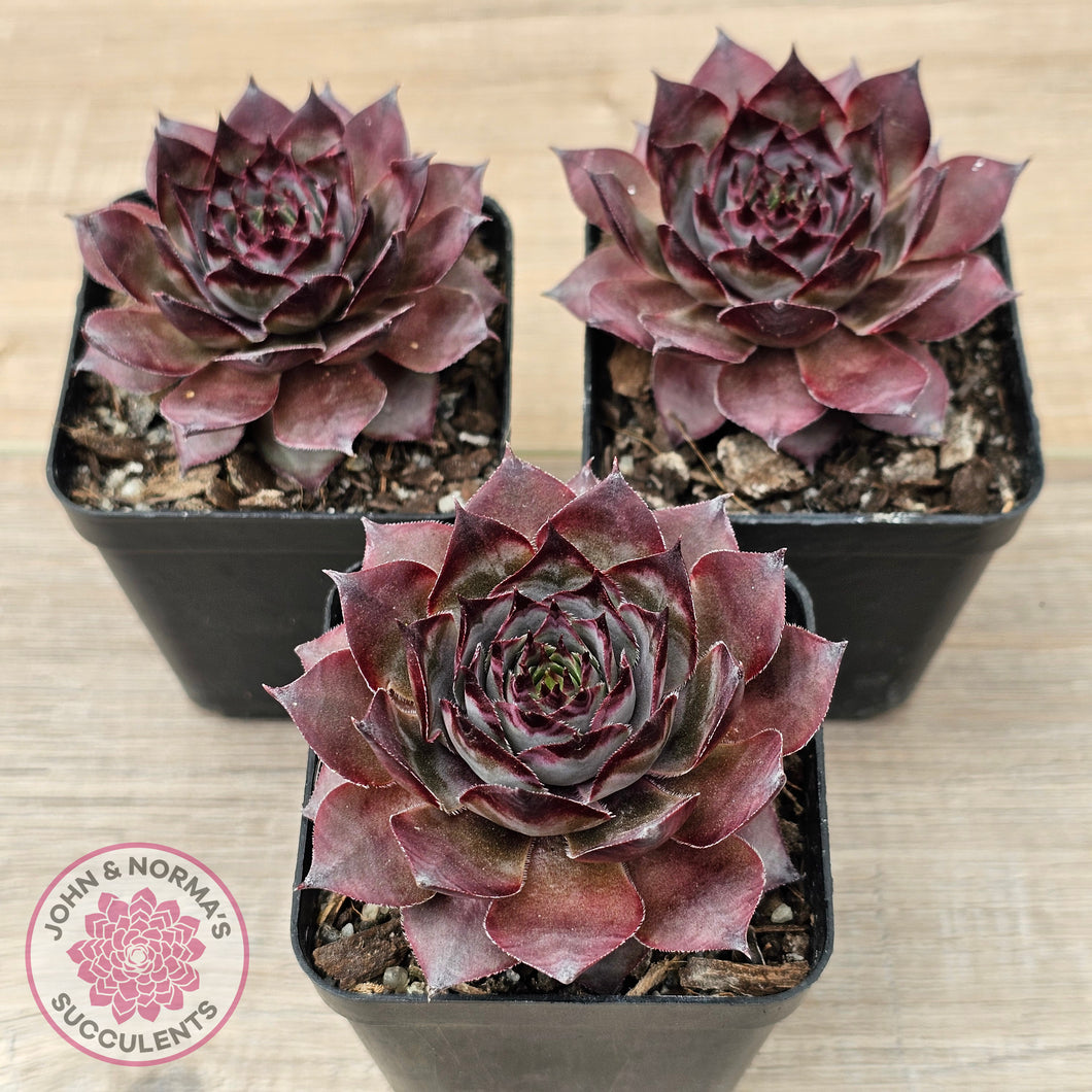 Sempervivum 'Grammens'