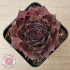 Sempervivum 'Grammens'