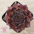 Sempervivum 'Grammens'