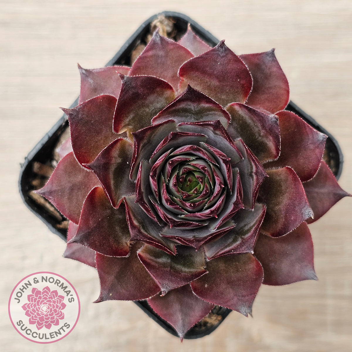 Sempervivum 'Grammens'