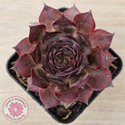 Sempervivum 'Grammens'