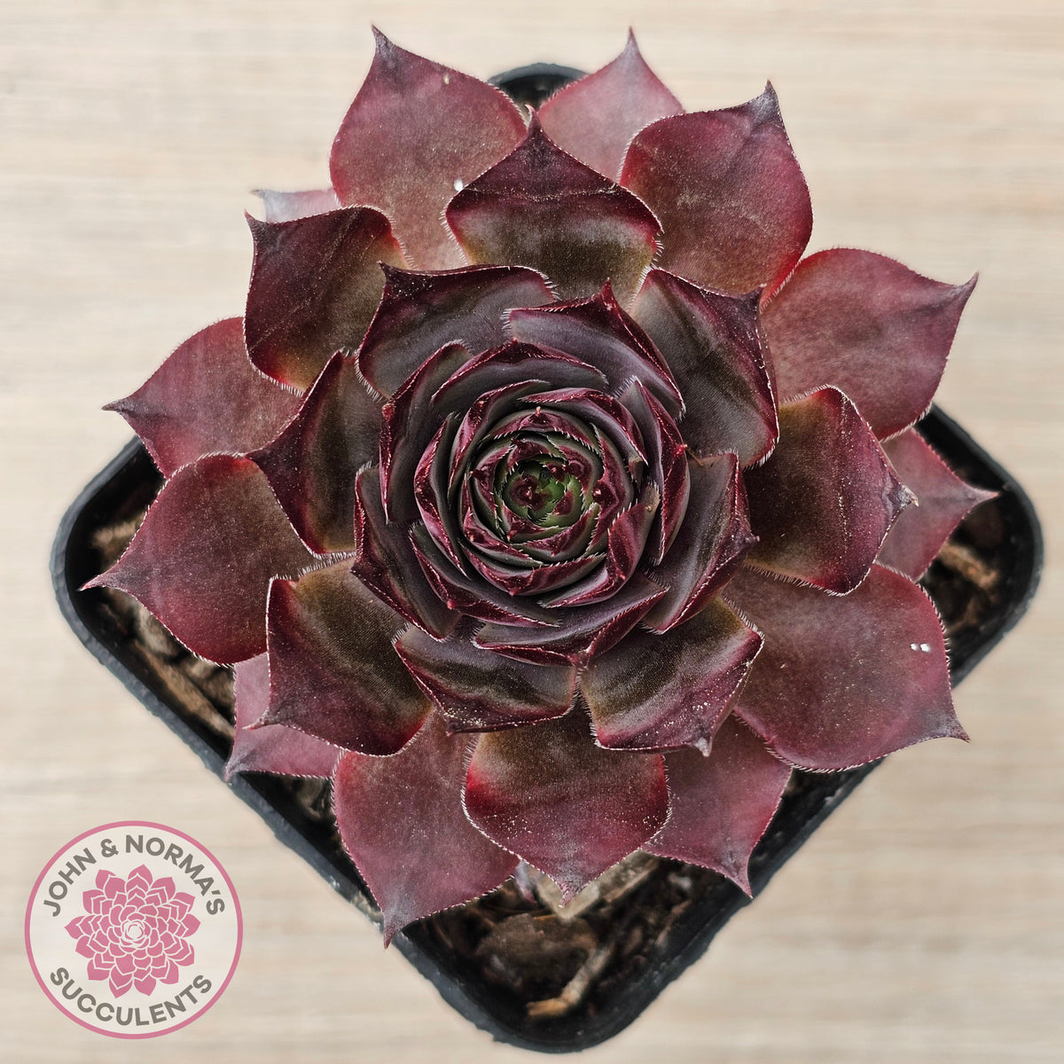 Sempervivum 'Grammens'