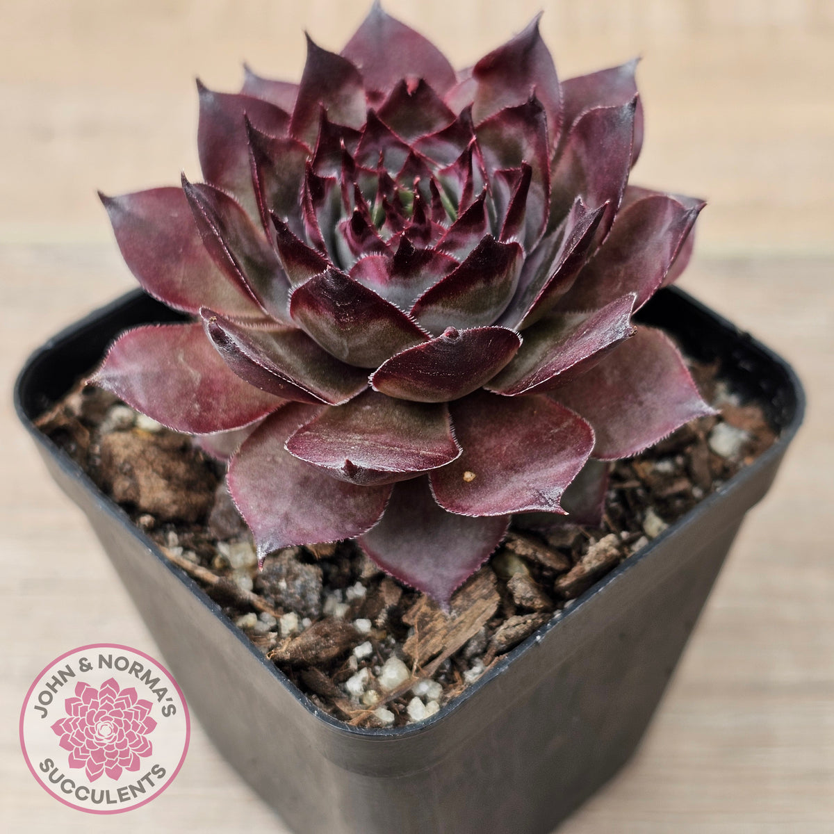 Sempervivum 'Grammens'