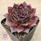 Sempervivum 'Grammens'
