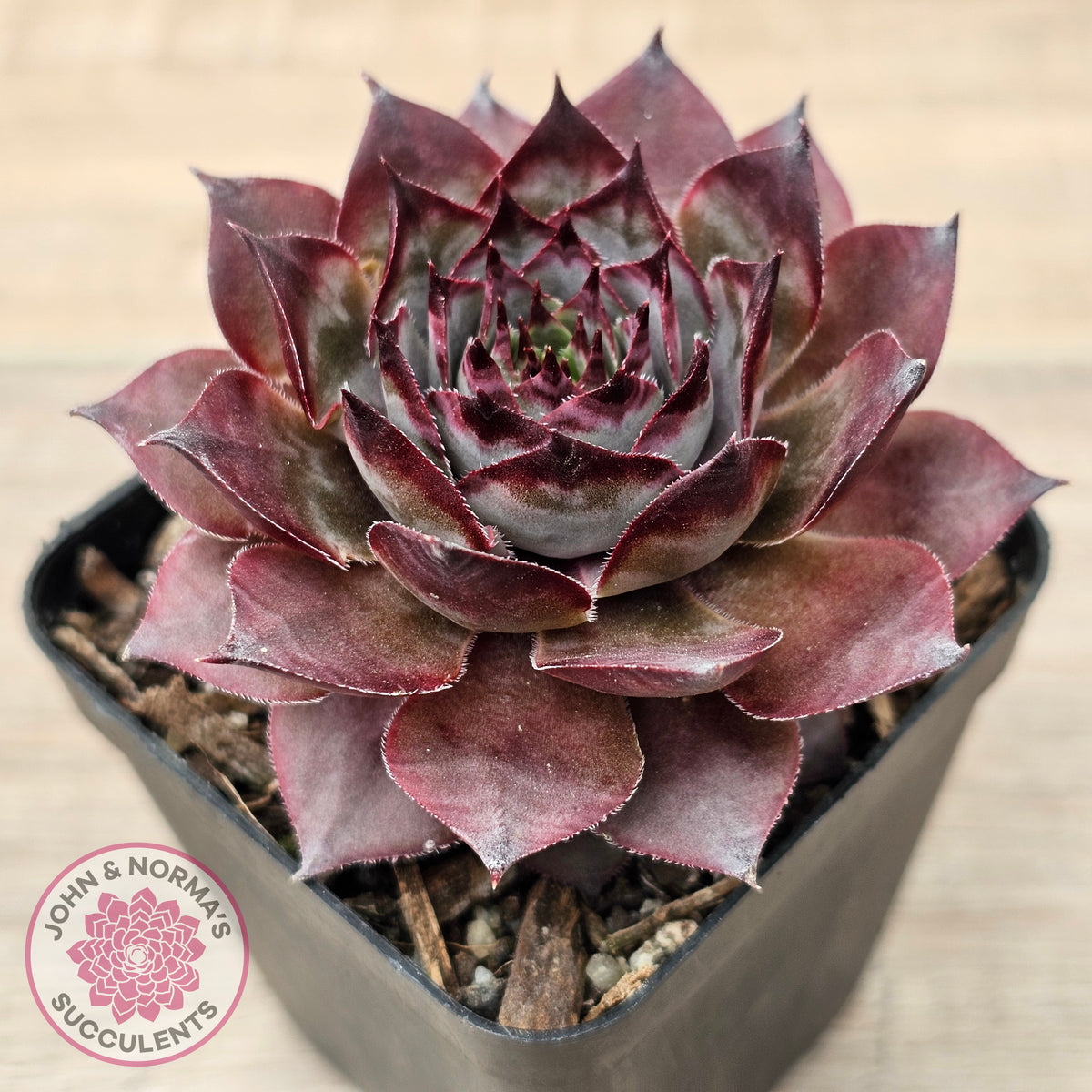 Sempervivum 'Grammens'