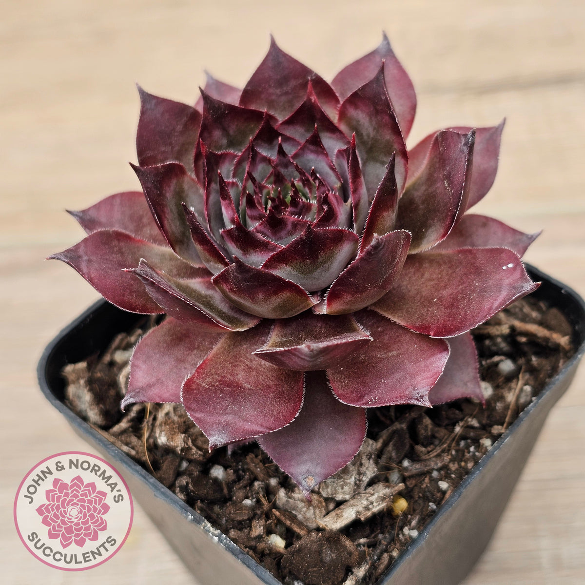 Sempervivum 'Grammens'
