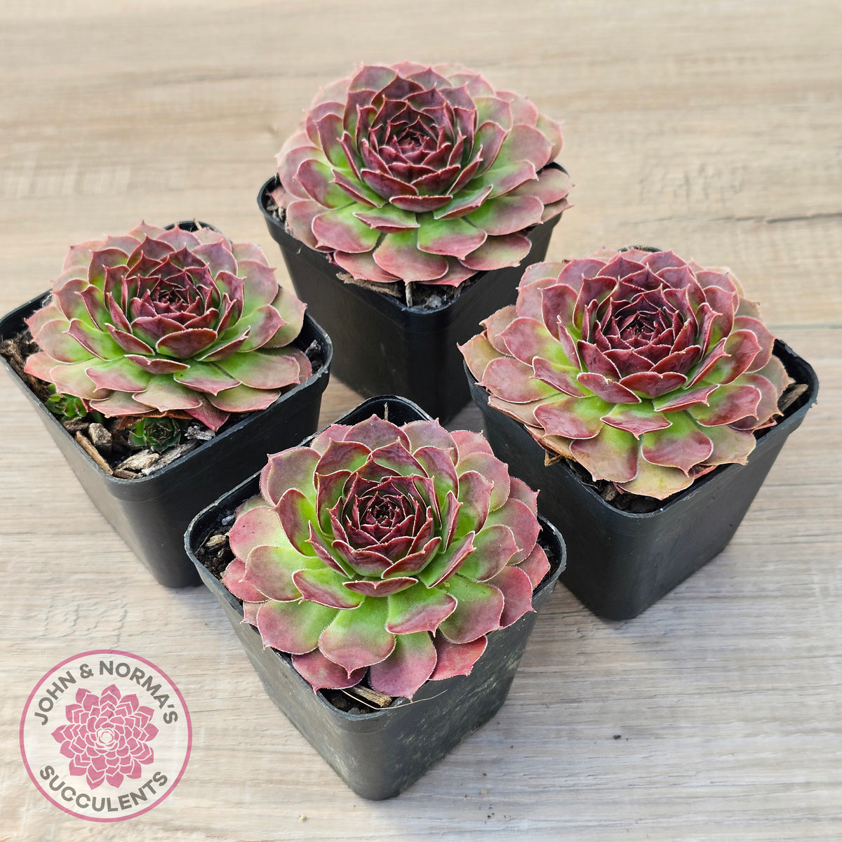 Sempervivum 'Granby'
