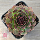 Sempervivum 'Granby'
