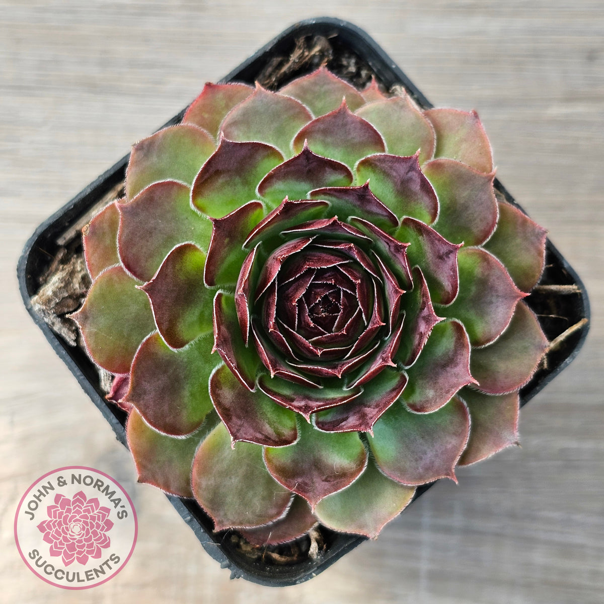 Sempervivum 'Granby'