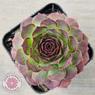 Sempervivum 'Granby'