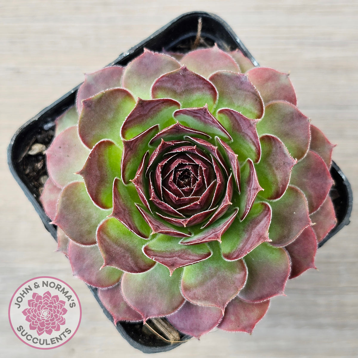 Sempervivum 'Granby'