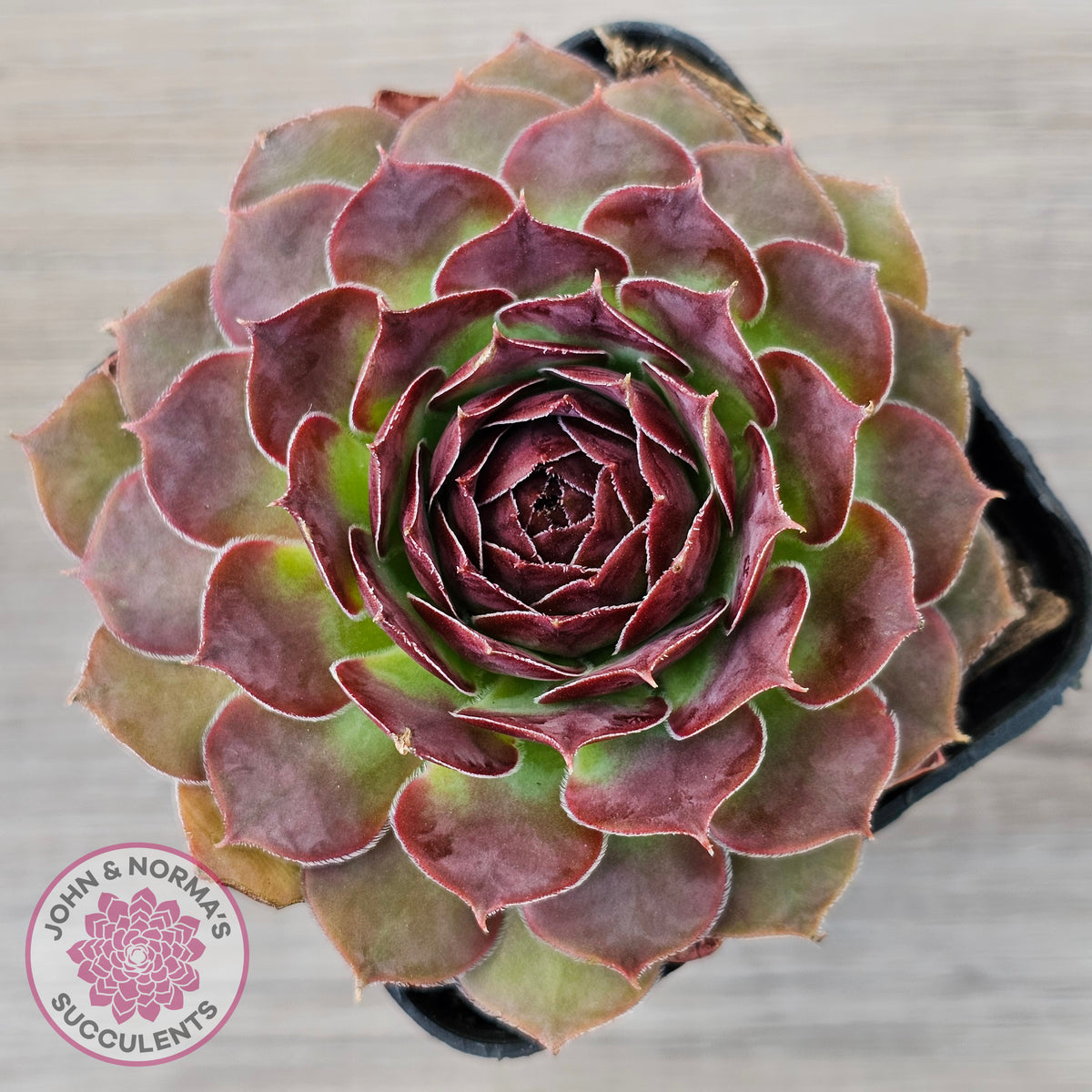 Sempervivum 'Granby'