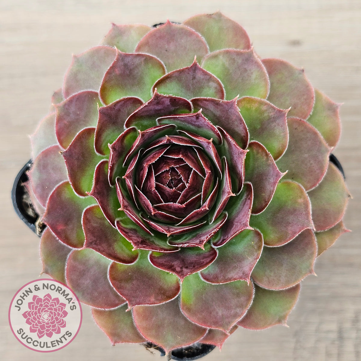 Sempervivum 'Granby'