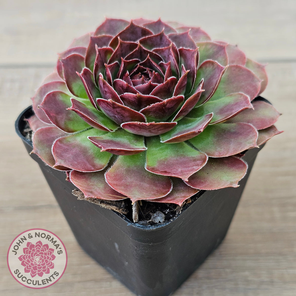 Sempervivum 'Granby'