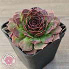 Sempervivum 'Granby'