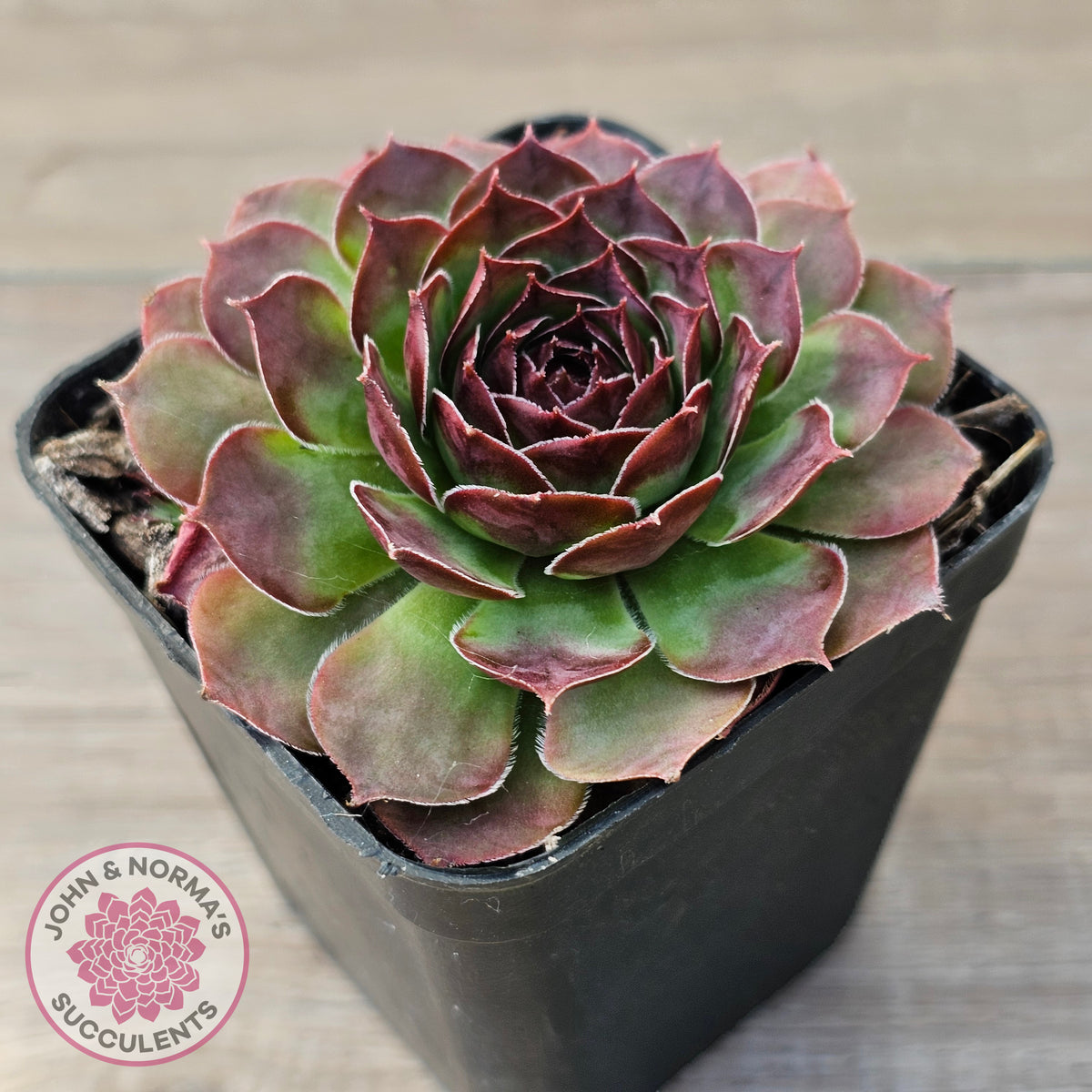 Sempervivum 'Granby'