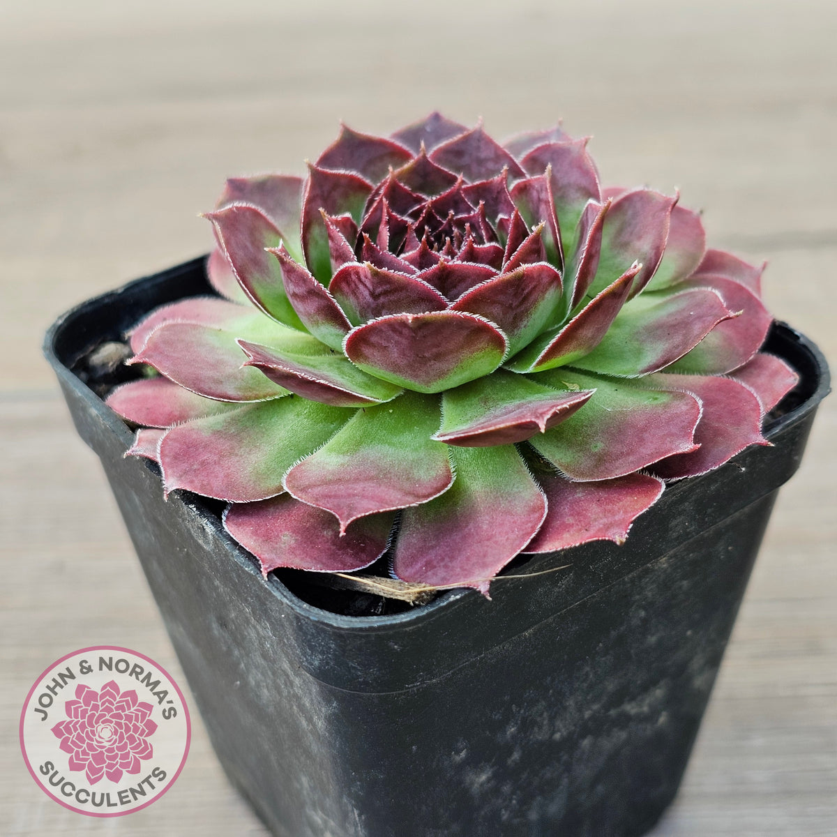 Sempervivum 'Granby'