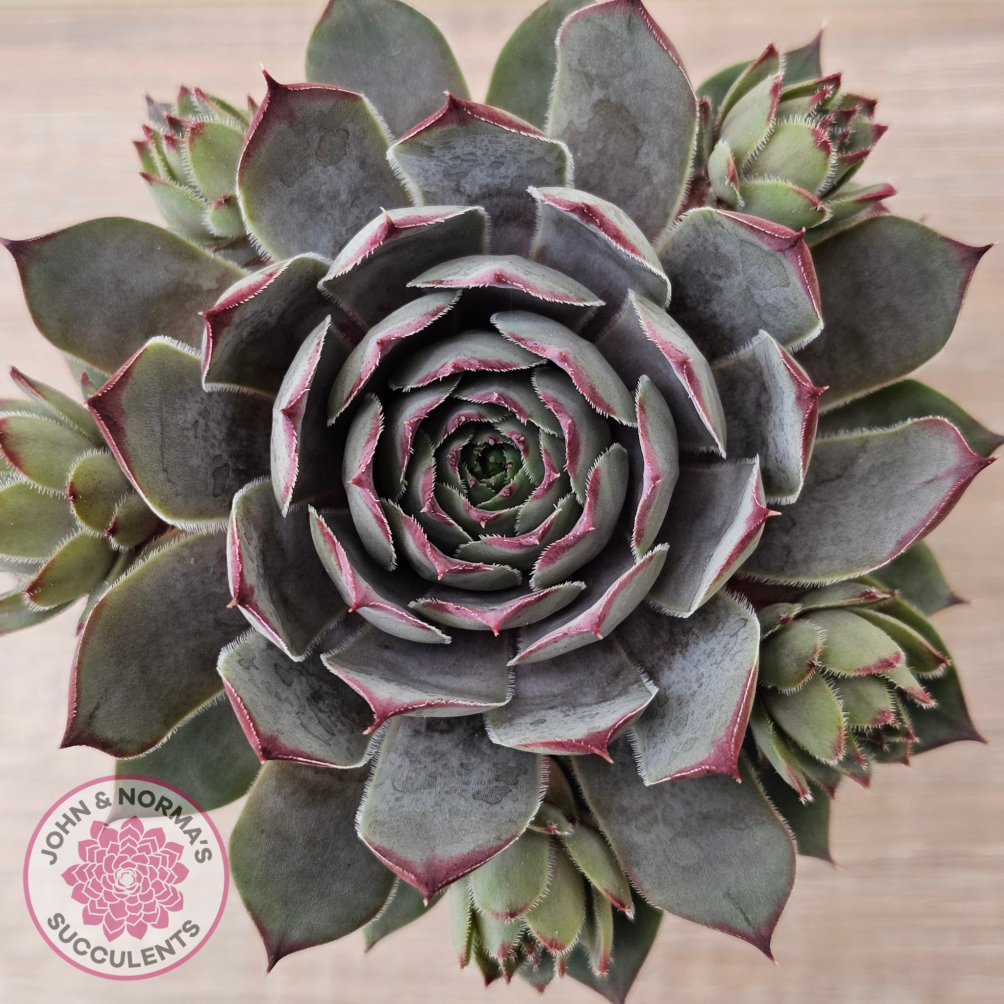 grey succulent plants Buy Sempervivum 'Grey Lady' Australia