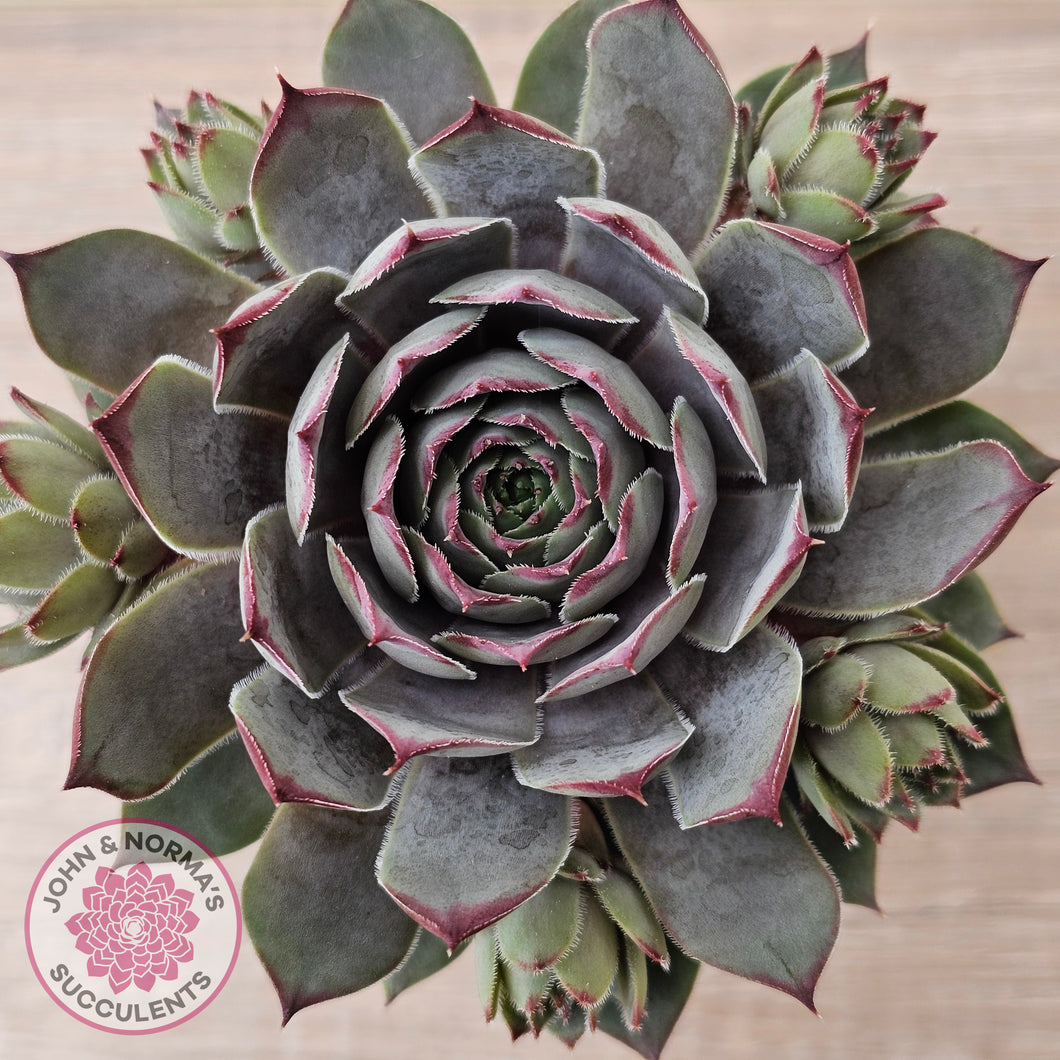 Sempervivum 'Grey Lady'