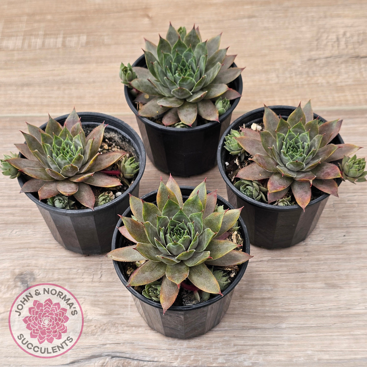 Sempervivum 'Grey Lady'