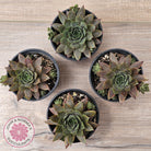 Sempervivum 'Grey Lady'