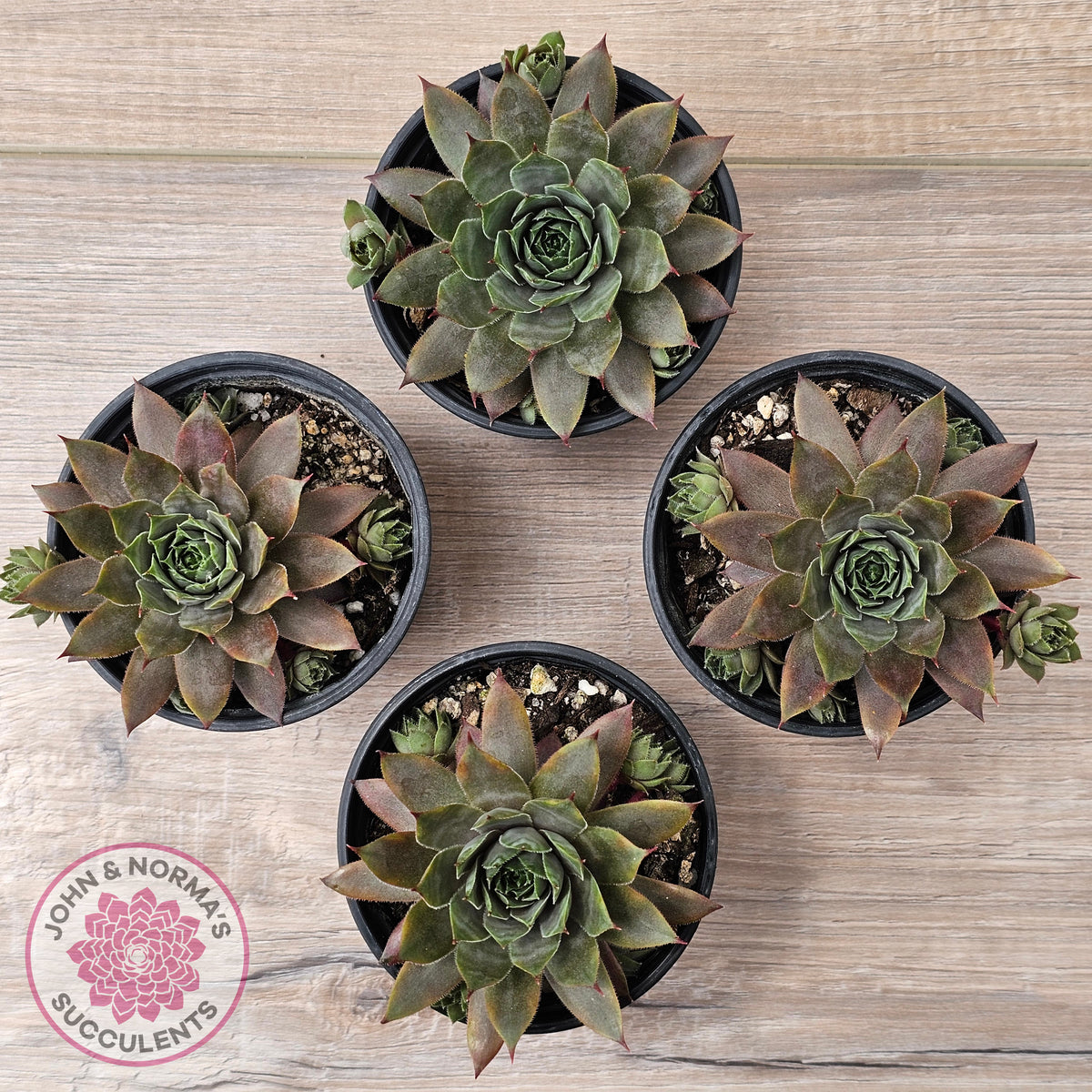 Sempervivum 'Grey Lady'
