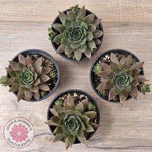 Load image into Gallery viewer, Sempervivum &#39;Grey Lady&#39;
