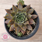 Sempervivum 'Grey Lady'