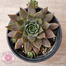 Load image into Gallery viewer, Sempervivum &#39;Grey Lady&#39;
