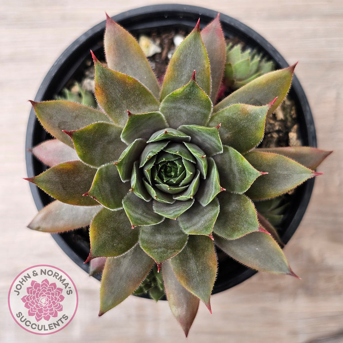 Sempervivum 'Grey Lady'