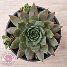 Sempervivum 'Grey Lady'
