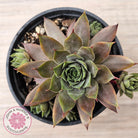 Sempervivum 'Grey Lady'