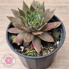 Sempervivum 'Grey Lady'
